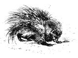Porcupine (Hystrix cristata)